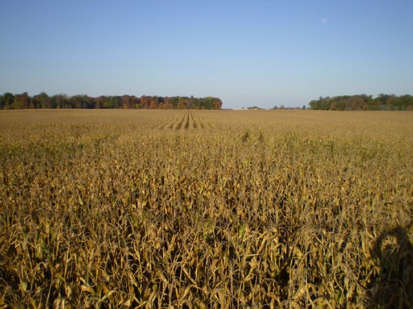 202+/- Acres Offered in 7 Tracts